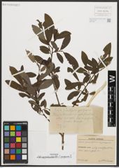 Foto von Salix appendiculata Vill. x Salix purpurea L.
